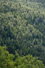 landscape with green conifers illuminated by the sun and the needles glistening in the sun.