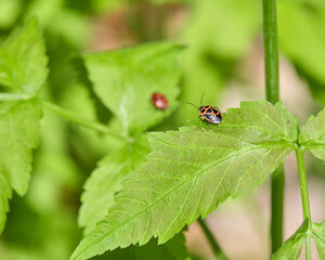 葉の上にいるナガメ / Eurydema rugosa on leaves