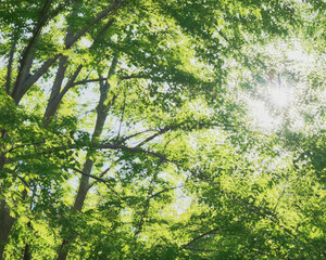 Obraz premium 木漏れ日（多重露光） / Sunlight filtering through trees（Multiple exposure）