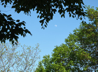 木陰から見る昼の月 / Noon moon seen from behind a tree