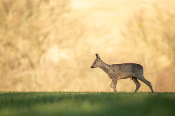 Roe Deer (Capreolus Capreolus) doe with beautiful golden background.