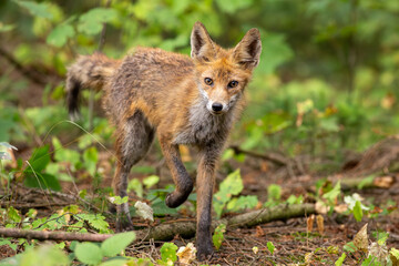 Red fox in forest (Vulpes Vulpes)