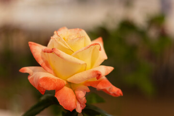 Greater Atlanta Rose Society rose show at the ATL Botanical Gardens