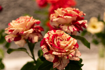 Greater Atlanta Rose Society rose show at the ATL Botanical Gardens