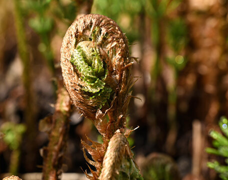 botany, d. filix-mas, dryopteridaceae, dryopteris, dryopteris filix-mas, fern, fern leaves, ferns, fibonacci, flora, floral, flower, garden, leaf, male fern, plantae, polypodiales, polypodiineae, poly