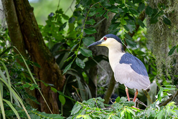 Fototapeta premium Black-Crowned Night Heron Perched in a Tree