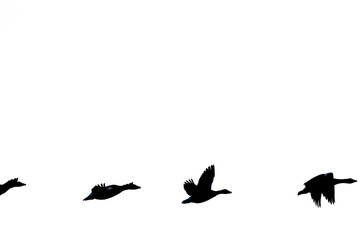 Row of flying birds silhouettes in bottom half with copy space