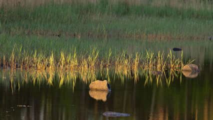 Obraz premium Landscape in early morning light with calm water, rocks and woodland background