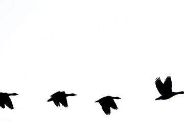 Row of flying birds silhouettes in bottom half with copy space