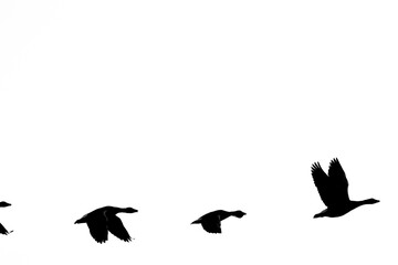Row of flying birds silhouettes in bottom half with copy space