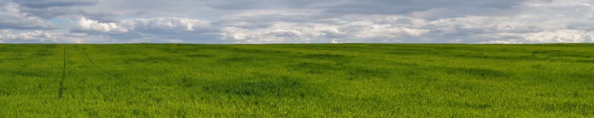 large spring agricultural field with young bright green shoots to the horizon under a blue cloudy...