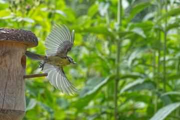 Blaumeise fliegt vom Nistkasten weg
