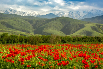 Field of poppies