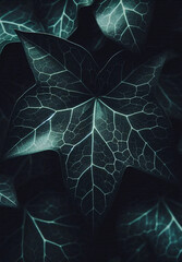 Ivy leaves on a dark background.