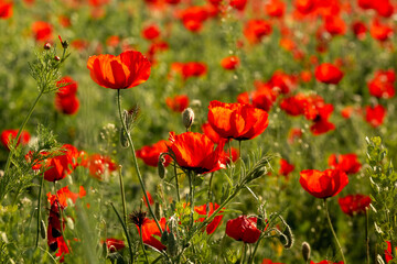 Poppies in the field