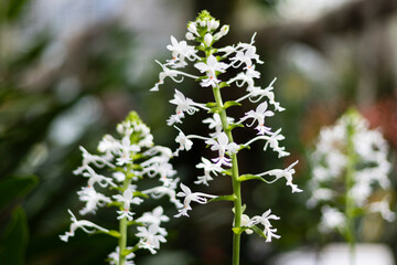 Alice in Wonderland, Atlanta Botanical Gardens on Mother's Day