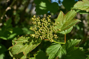 Viburnum blooms in the garden. The inflorescence of viburnum. Spring 2024.
