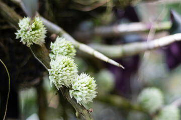 Alice in Wonderland, Atlanta Botanical Gardens on Mother's Day