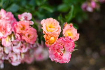 Alice in Wonderland, Atlanta Botanical Gardens on Mother's Day