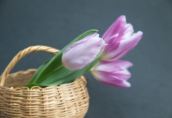 Lilac  tulip 