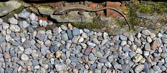 Lizard Sunbathing on Rocky Ground with Moss-Covered Wall in Natural Habitat