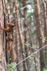 A forest squirrel runs and jumps through the trees in search of food