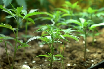 Person gardening cannabis plants at home. (Self-sufficiency and organic growth)