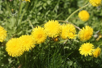 yellow dandelions on a green background, spring 2
