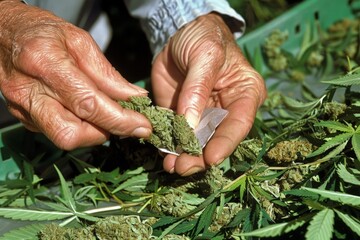 Close-up of hands rolling a medical cannabis joint. (Dosage and preparation)