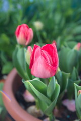 Naklejka premium Tulips 