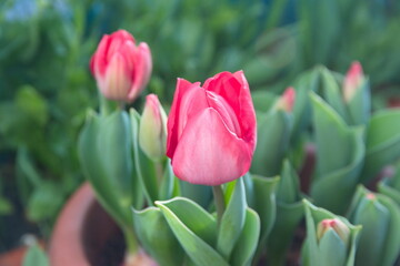 Tulips 