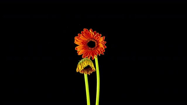 Time-lapse of growing and opening orange gerbera flower isolated on black background.