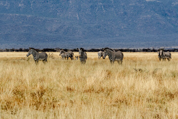 Ethiopia, a herd of zebras grazes in the  National Park of  Yabello.