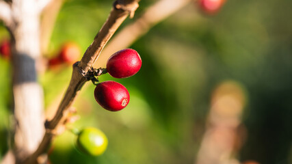 Detailed closeup of vibrant coffee berries flourishing in a lush garden setting.