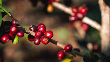 Detailed closeup of vibrant coffee berries flourishing in a lush garden setting.