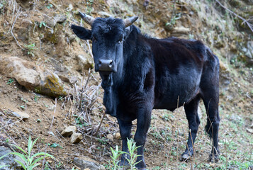 Black domestic cow standing in a mountain trail, Nepal. Smooth and shiny cow's fur.