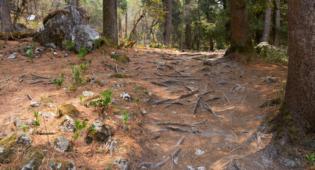 A forest path through tree roots. A trail covered by yellow pine needles. Himalaya, Nepal. Network of old tree roots.