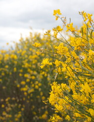 Spartium junceum, commonly known as Spanish broom or weaver's broom, native to the Mediterranean 