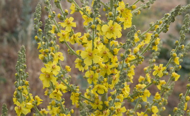 Verbascum thapsus, the great mullein, greater mullein or common mullein, ornamental and medicinal plant