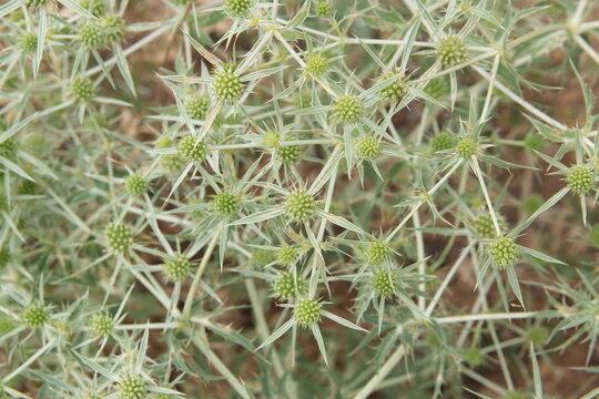 Eryngium campestre, known as field eryngo,Watling Street thistle, is a species of Eryngium, which is used medicinally.