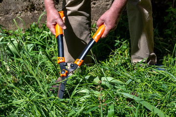 Handle large grass shears. Trimming grass lawn with garden shears. Old male hands cut grass with...