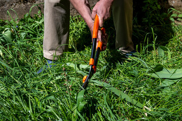 Handle large grass shears. Trimming grass lawn with garden shears. Old male hands cut grass with...