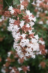 Blossom of Linnaea × grandiflora, synonym Abelia × grandiflora, flowering plant in the honeysuckle family Caprifoliaceae