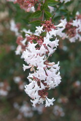 Blossom of Linnaea × grandiflora, synonym Abelia × grandiflora, flowering plant in the honeysuckle family Caprifoliaceae