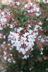 Blossom of Linnaea × grandiflora, synonym Abelia × grandiflora, flowering plant in the honeysuckle family Caprifoliaceae