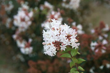 Blossom of Linnaea × grandiflora, synonym Abelia × grandiflora, flowering plant in the honeysuckle family Caprifoliaceae