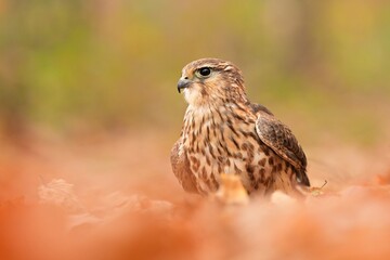 Merlin Falco columbarius eating caught hunting bird woodpecker bird wild northern sparrowhawk wildlife prey nature predator, beautiful animal, lovely watching ornithology, Europe