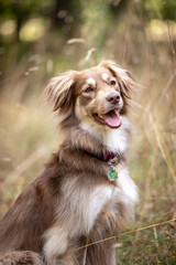 Border Collie Mix