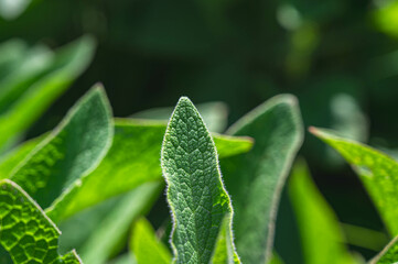 コンフリーの葉