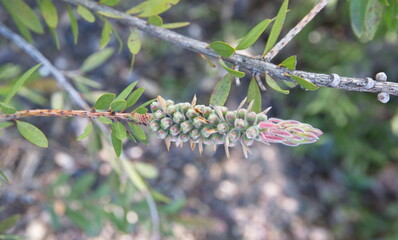 Callistemon citrinus, Melaleuca citrina, crimson plant, bottlebrush plant 